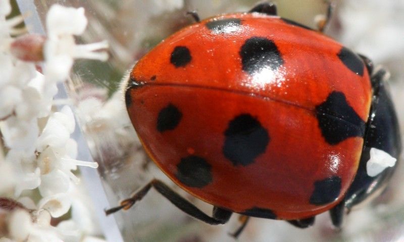 Harmonia axyridis (Coccinellidae)? No, Ceratomegilla notata